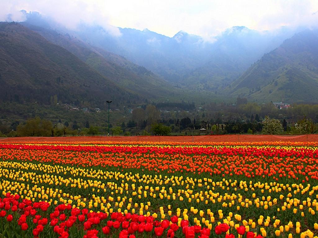 Indira Gandhi Tulip Garden Srinagar Beauty Of India