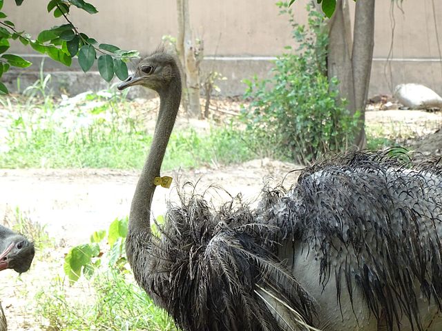 Nawab Wajid Ali Shah Zoological Garden 