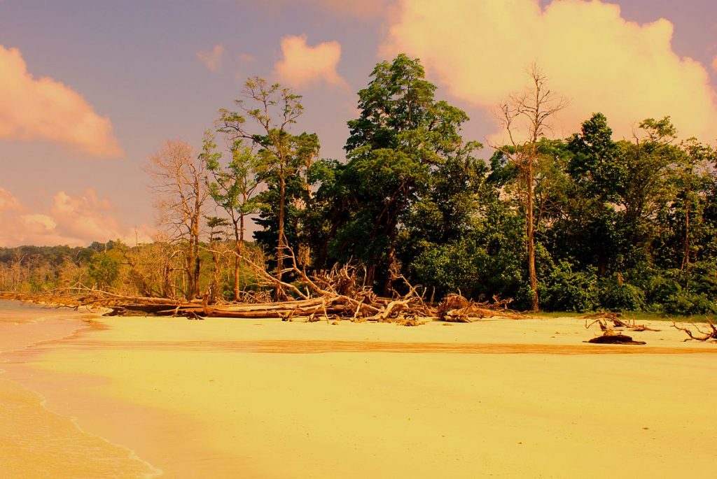 Elephant Beach