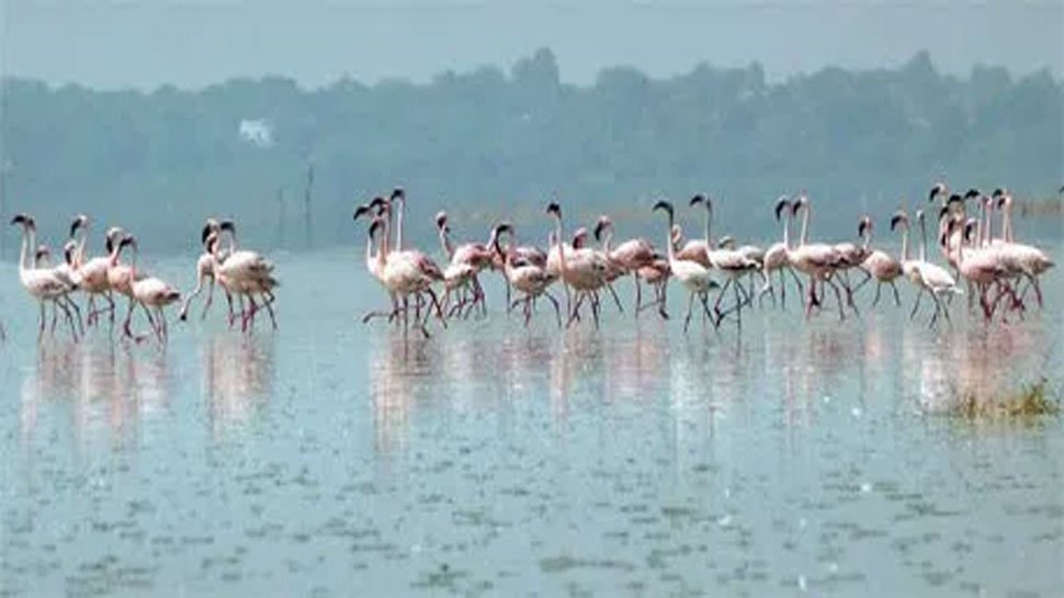 Kanwar Lake Bird Sanctuary, Begusarai